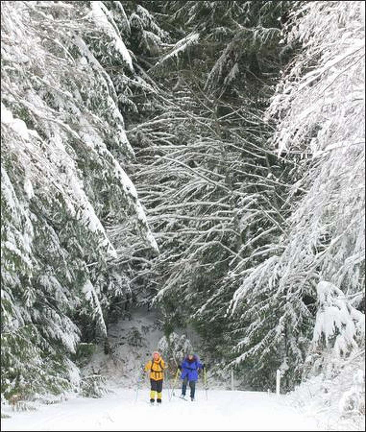 A pair of One World Outing Club members make their way along a dirt road during a cross-country ski and snowshoe trip to Stevens Pass.