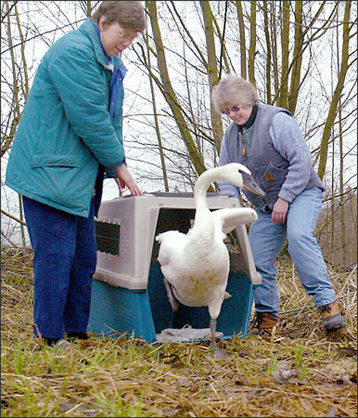 Martha Jordan, left, a board member of The Trumpeter Swan Society, and Sue Murphy, Pilchuck Valley Wildlife executive director, release a female subadult trumpeter swan at the Bob Hierman Wildlife Park, on Shadow Lake, south of Snohomish Wednesday.
