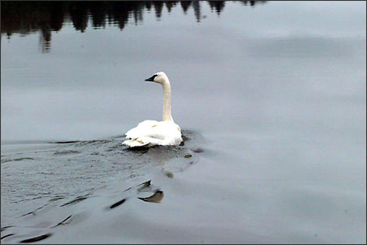 A female subadult trumpeter swan is returned to the wild at the Bob Hierman Wildlife Park, on Shadow Lake, south of Snohomish Wednesday. A state Department of Fish and Wildlife officer who captured the 24-pound swan after a mile-long chase through muddy fields found it had been shot in the left wing, and it also was suffering from lead poisoning.