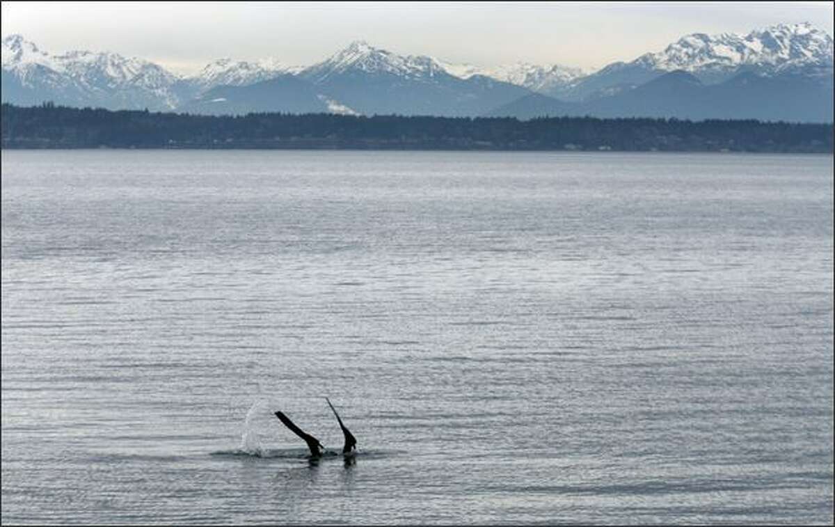 Dave Francis dives near Shilshole Marina in search of nesting lingcod and other underwater sights while snorkeling in Seattle. The Olympic Mountains are in the background.