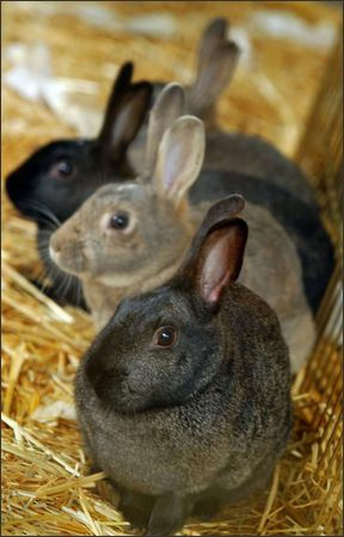 Four Woodland Park female rabbits await their fate in a holding pen at Magnuson Park after they were captured Tuesday.