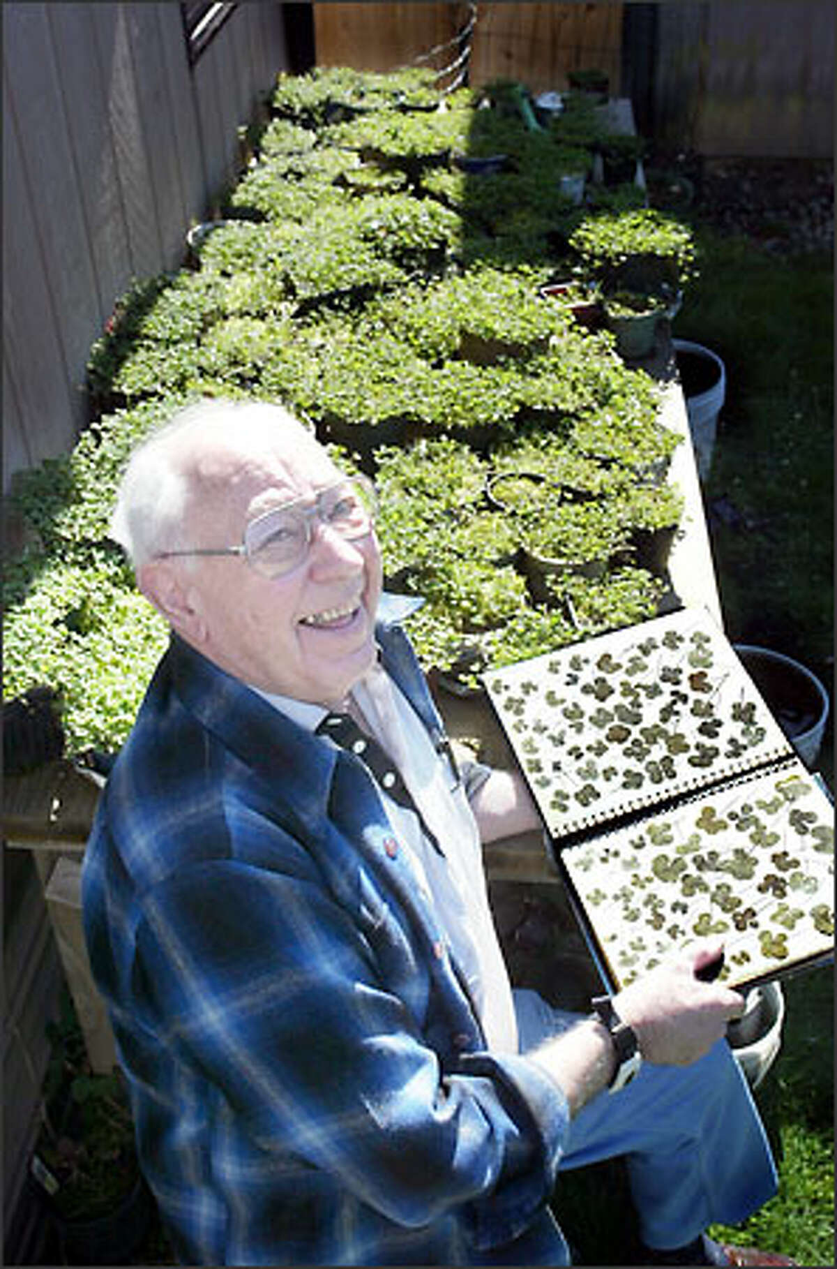 Zumbuhl displays some of his favorite clovers, but he doesn't over-romanticize them: "Clovers will grow anywhere. They're a weed."