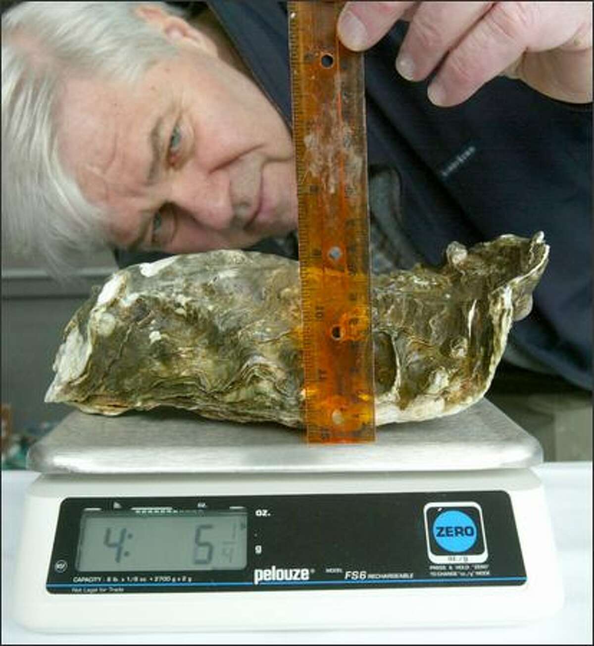 Jon Rowley, master of ceremonies Tuesday for the 17th Annual Anthony’s Oyster Olympics, checks the height of an entry in the largest oyster contest. Although the weight of the rule is added to the scale in this picture, the official weight of the Pacific oyster was 3 pounds, 14 ounces. The winner, a tad heavier, was picked by Arthuro Martinez of Taylor Shellfish. More than 800 dozen regular-size oysters were weighed, identified, shucked, barbecued or eaten raw, and most went home in the bellies of about 550 people at the sold-out event at the Anthony’s restaurant at 6135 Seaview Ave. N.W. The festivities benefited the Puget Soundkeeper Alliance.
