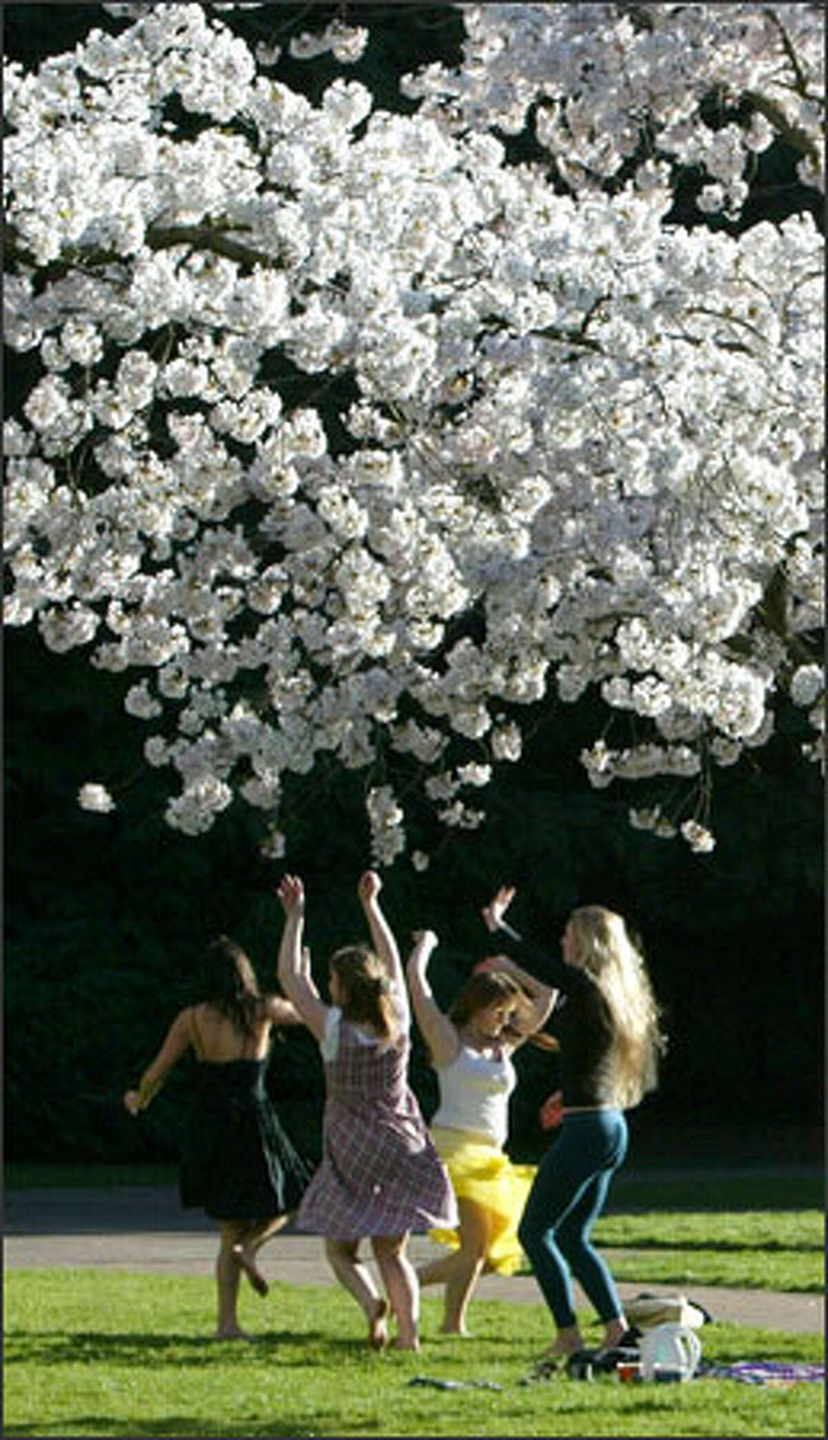Cherry tree blossoms and sunshine greet students on their first day back on campus after the University of Washington's spring break. Dancing under the blossoms are, from left: Saki Jane Marsh, 20, a sophomore at Portland State University; and UW students Lucy Burnett, 18, a freshman; sophomore Megan Sandoz, 19; and freshman Katie Kassa, 19.