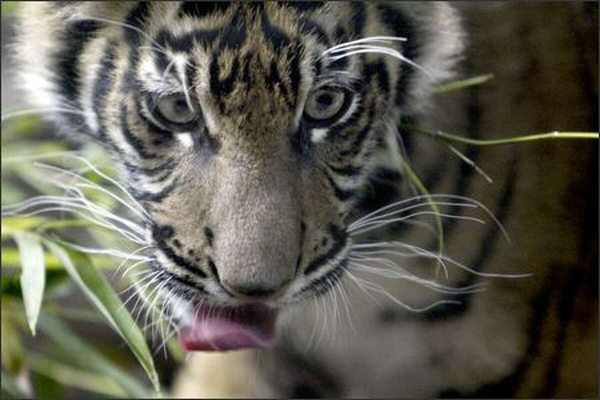 Hadia, a female Sumatran tiger cub, made her public debut at Woodland Park Zoo in Seattle on Monday.