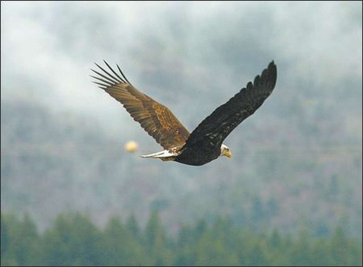 A bald eagle flies among the power lines at Bonneville Dam.