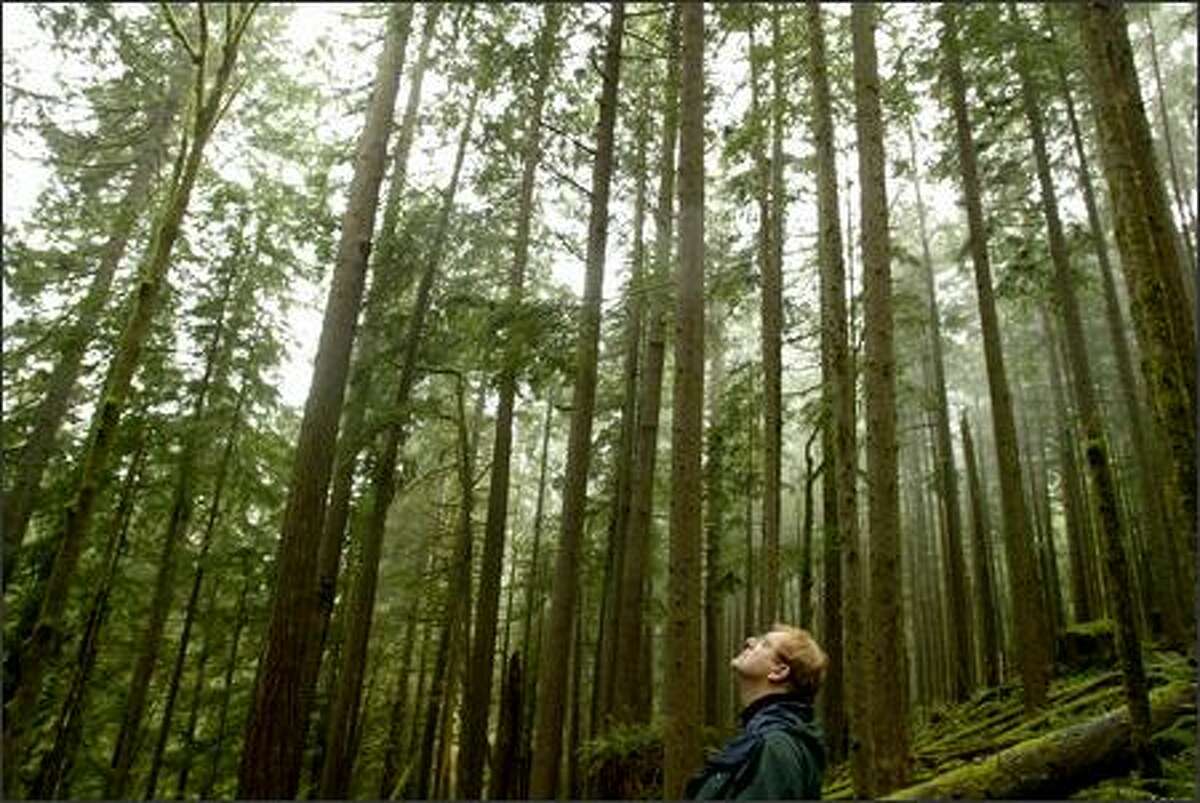Kenan Block of the Washington Forest Law Center looks for spotted owls in a state-managed forest in Grays Harbor County.