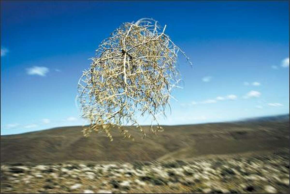 Blown by high winds, a tumbleweed bounces across a gravel road before disappearing down into a valley in the Whiskey Dick area.