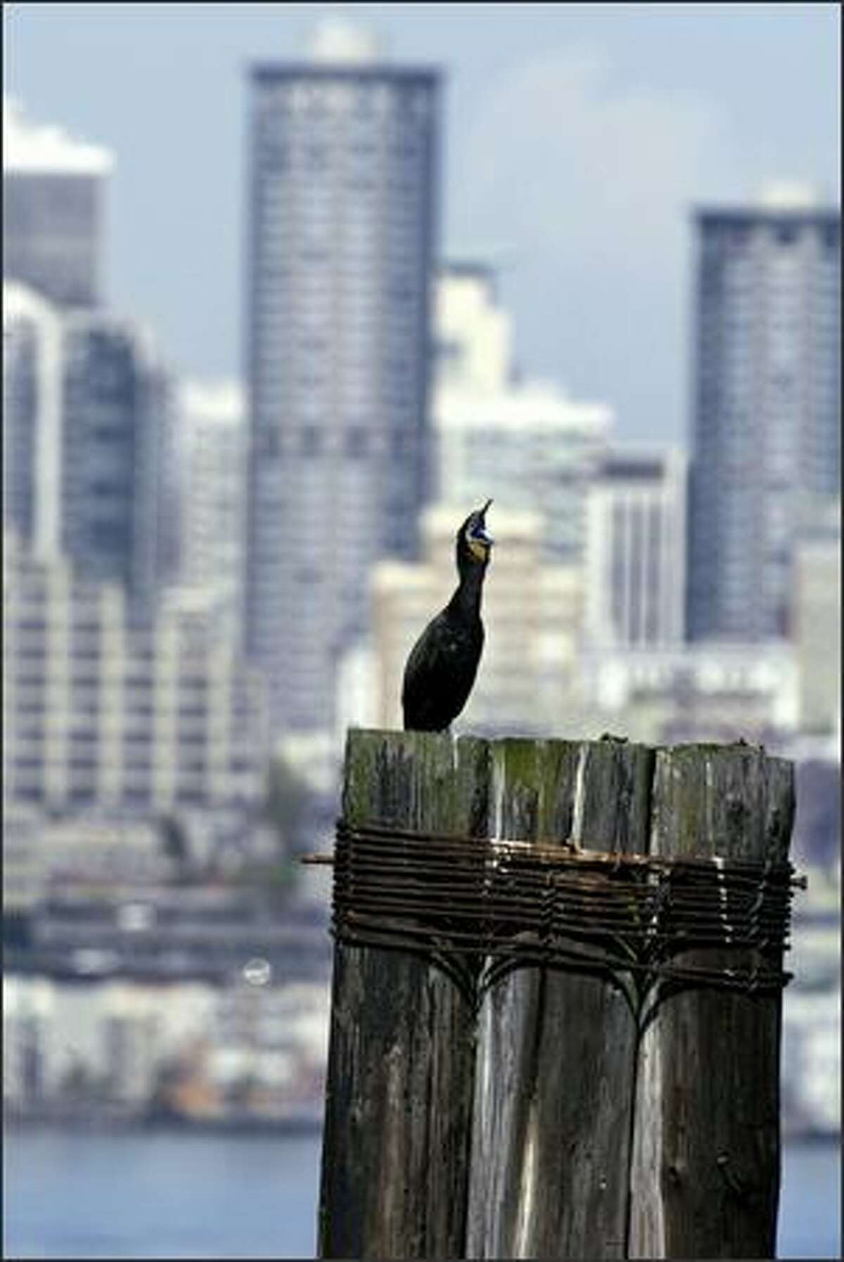 A double-breasted cormorant suns itself Tuesday on an old pier on Elliott Bay off West Seattle.