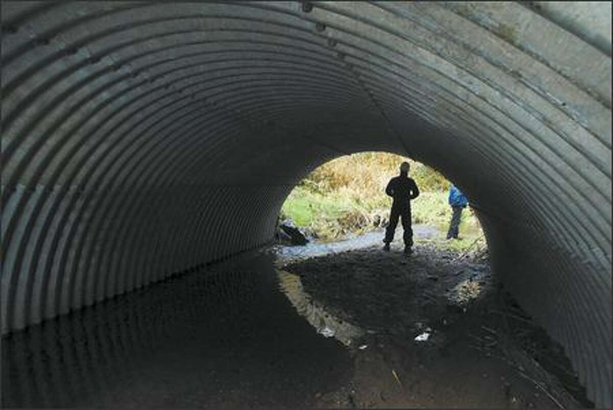 Leonard Young, the state Department of Natural Resources executive in charge of the Forests and Fish Plan, stands near a culvert that helps salmon reach part of a stream near Oakville in Grays Harbor County. The culvert was installed by Port Blakely Tree Farms at a cost of about $16,000.