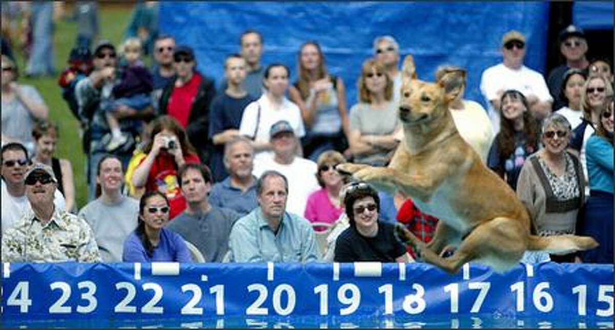 Fans follow every move made by Reilly, a yellow Labrador owned by Jeremy Reed of Glen Gardner, N.J. Reilly took sixth place in the DockDogs competition held at Marymoor Park.