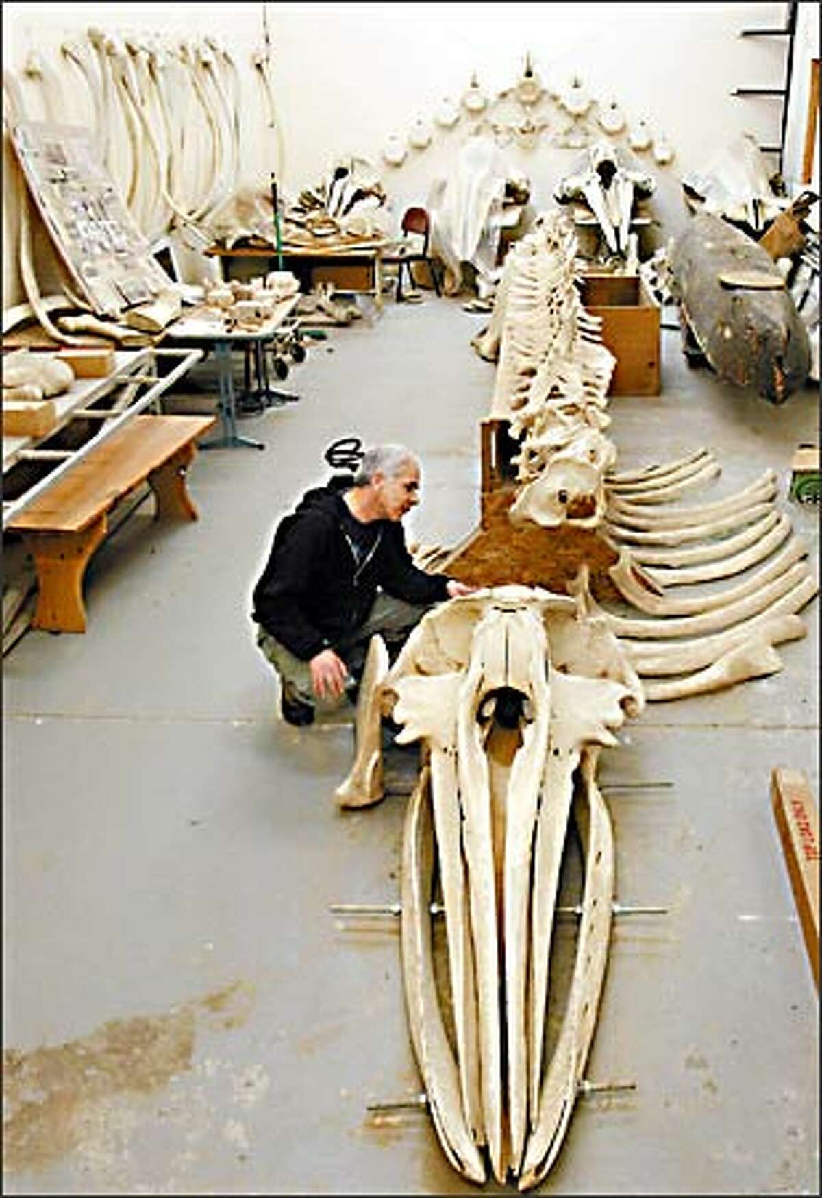 In the Makah high school wood shop building, Wayne Johnson examines the skull of a gray whale taken in 1999 by tribe members, with him as their captain. The skeleton is expected to be moved soon to the tribe museum.