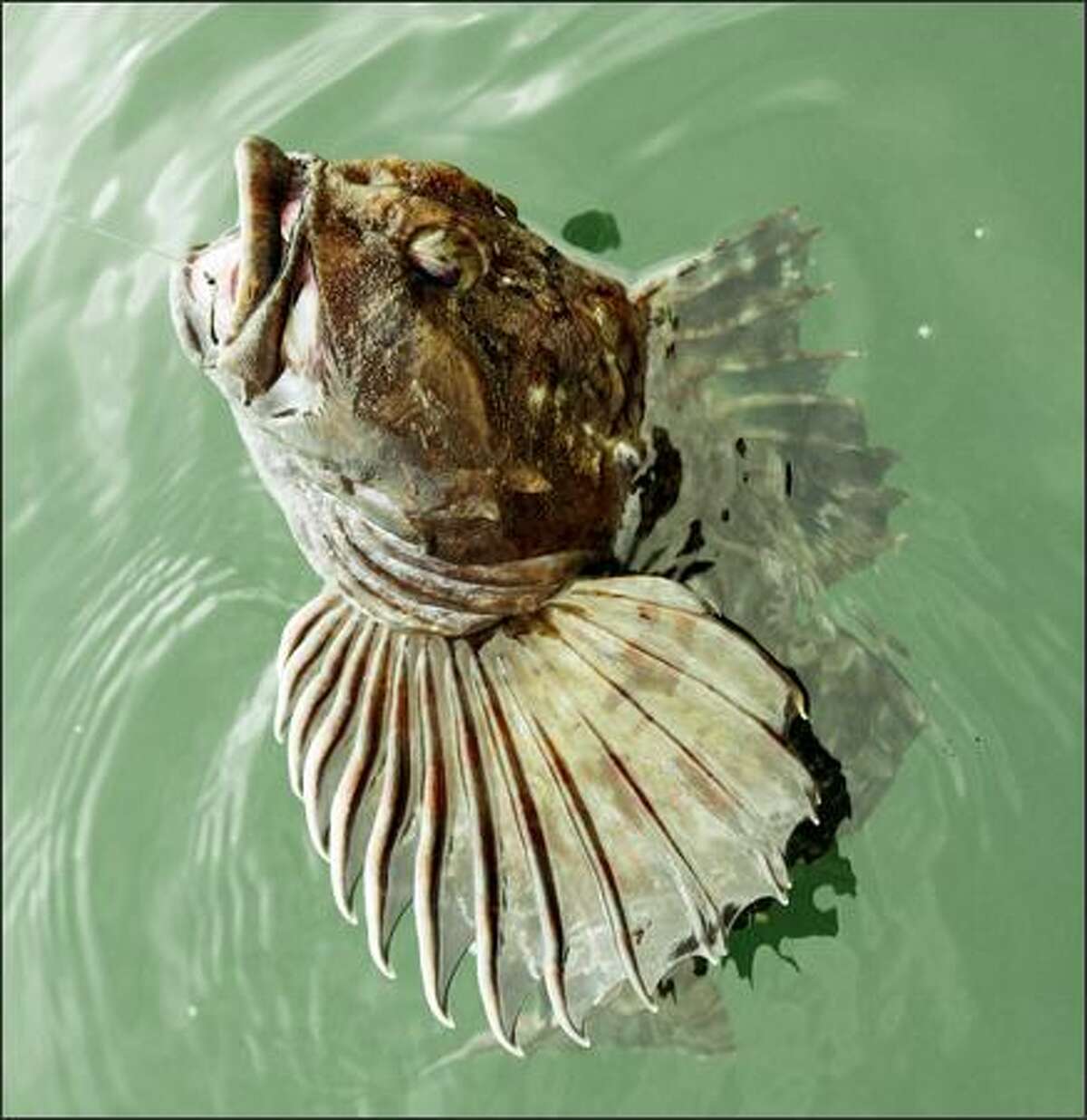 The lingcod's wide mouth and sharp teeth -- not to mention its strength -- make it a formidable predator. Though lingcod stocks have rebounded in inland waters, they're even more plentiful off the Washington Coast.