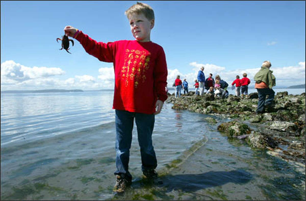 Hundreds of Seattle schoolchildren, including Jonah Harper, 5, took advantage of a very low tide to explore Alki Beach tide pools. Among Jonah's discoveries: a tired crab.