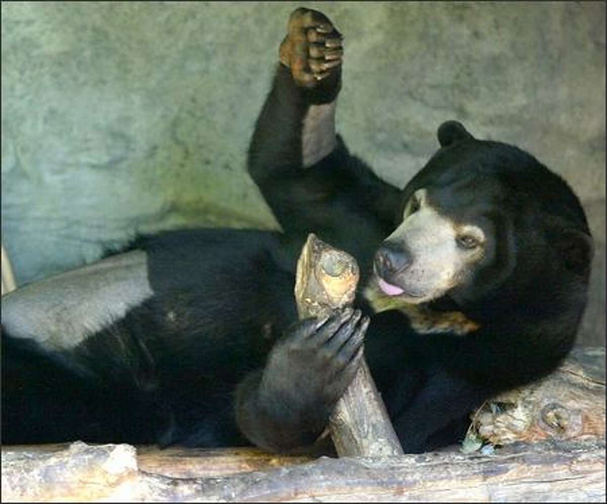 With a shaved belly and arms from her surgery, Suntil the 4-year-old Malayan sun bear reclines in her Woodland Park Zoo enclosure yesterday. On Monday she became the first Malayan sun bear in the world to be artificially inseminated.