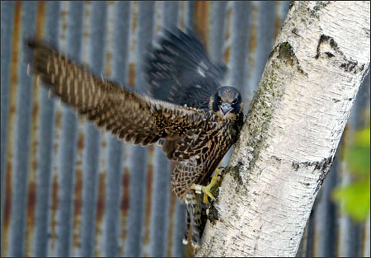 A young female peregrine falcon tries to get a foothold on a tree. Called an eyas because it has not yet fledged and cannot fly, the bird was found in a parking lot near the Ship Canal Bridge in Seattle. After local falconer Cliff Kellogg rescued the bird, she was taken for a medical evaluation at Woodland Park Zoo. Kellogg will take the bird home and teach her to fly and capture her own food before releasing her into the wild.