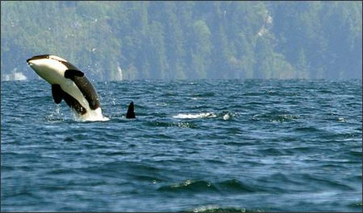 It's not uncommon to see orcas in Barkley Sound.