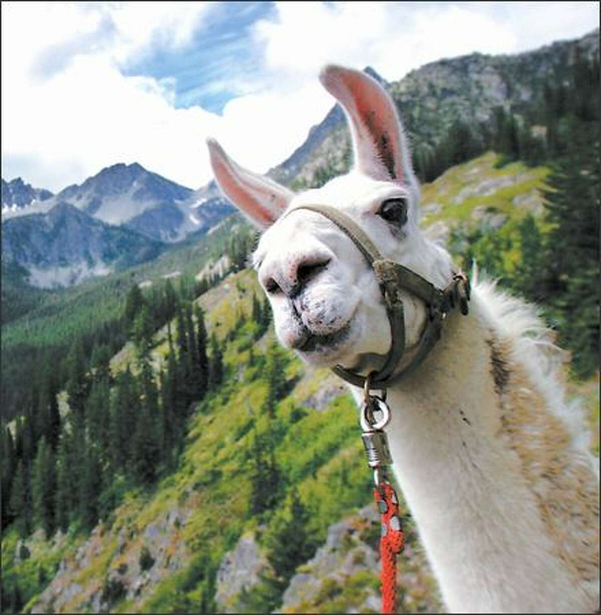 A curious llama eyes the photographer during a hike along the Twisp River Trail in the Okanogan National Forest.