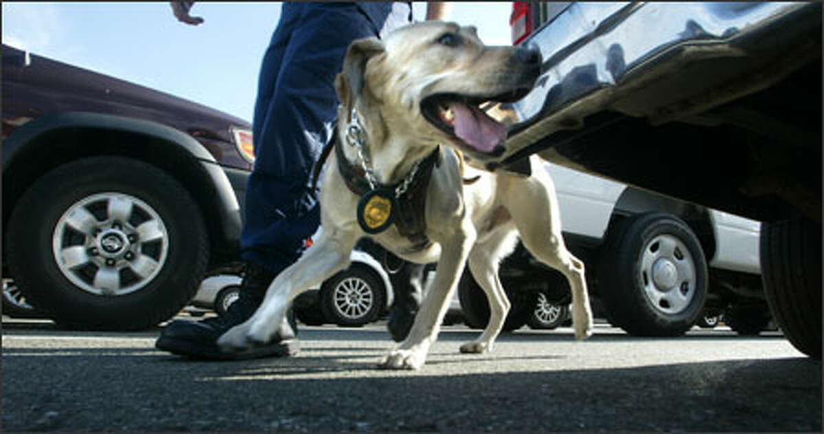 Bomb-sniffing dogs have become common sights at state ferry docks over the past week.