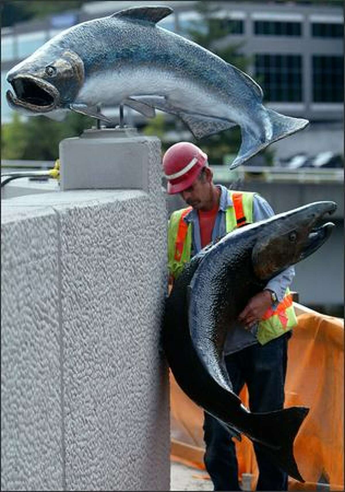 Foreman Chuck Laney checks the mounting of one of the fish he and Wayne Rengen installed on the wall of Sound Transit's Eastgate HOV access ramps at I-90 and 142nd Avenue Southeast. Alex Young's bronze "Return of the Salmon" works are 6 feet long and weigh about 300 pounds.