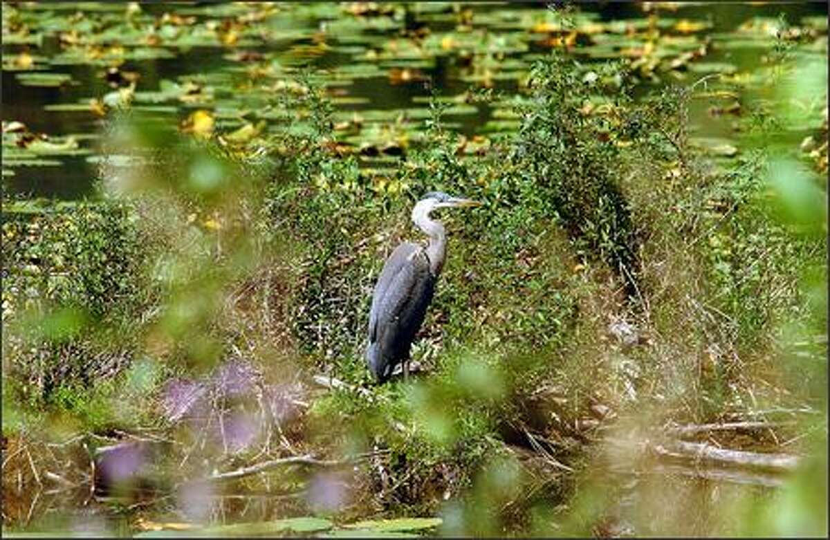 A great blue heron hunts on a pond along the road between Metalin Falls and Boundary Dam in Pend Oreille County.