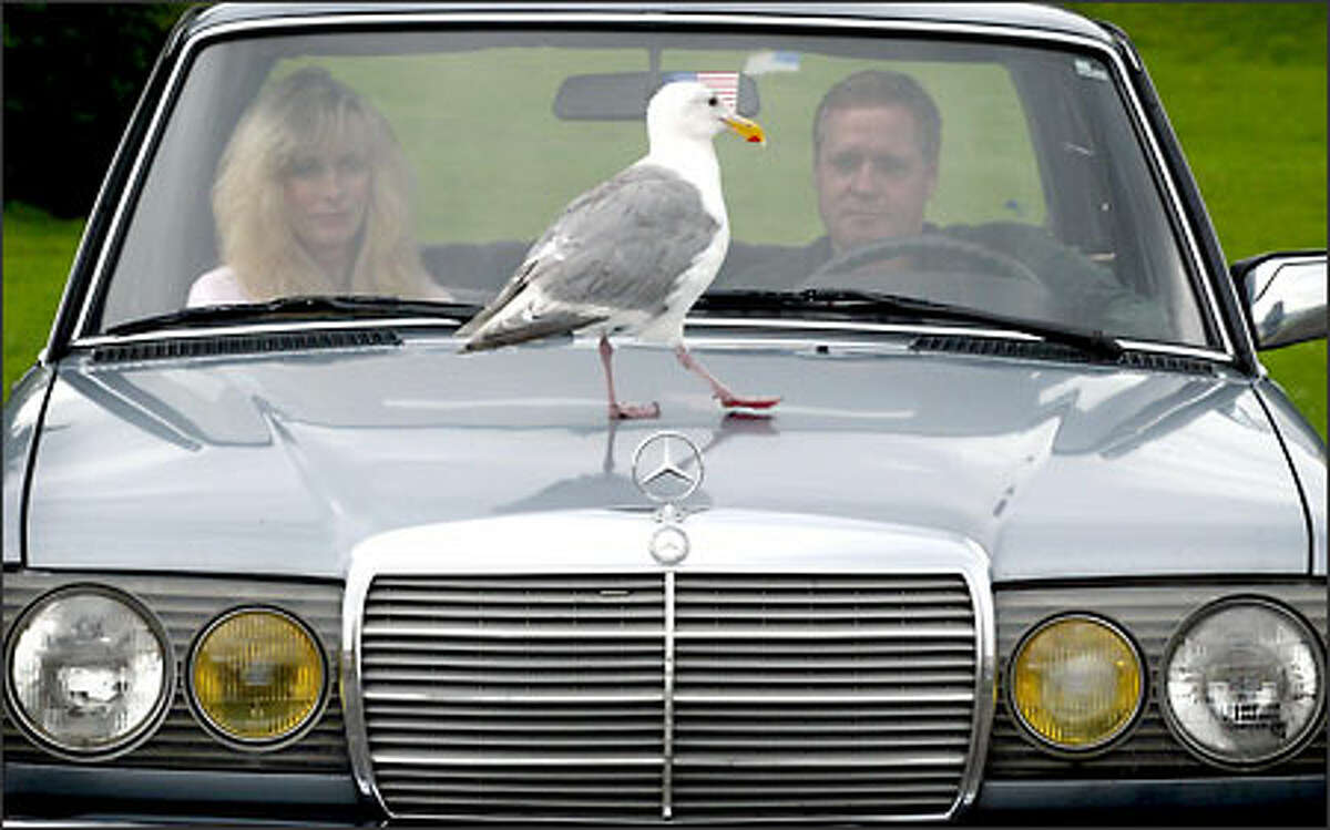 Co-existing with nature in an urban environment can lead to interesting encounters. Here, Seattle-area residents Sheriann Nye and Charles Voyles try to take in the view of the downtown skyline from Hamilton View Point in West Seattle yesterday as a brave sea gull takes in a view of the interior of their car.