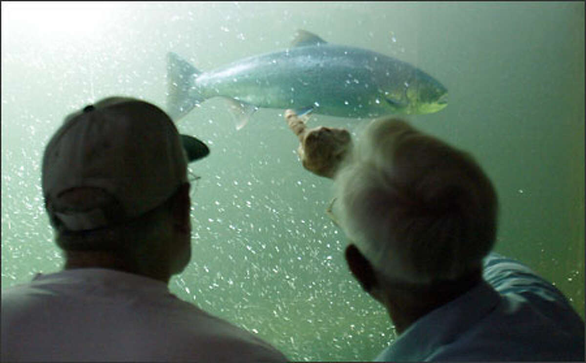 Eugene Blonder, a retired fisheries biologist, points out the difference between a hatchery salmon and a wild salmon to John Verheyden, who was visiting the Ballard Locks. Hatchery fish have had their adipose fins clipped off. The chinooks are running the locks now, with the cohos expected any day.