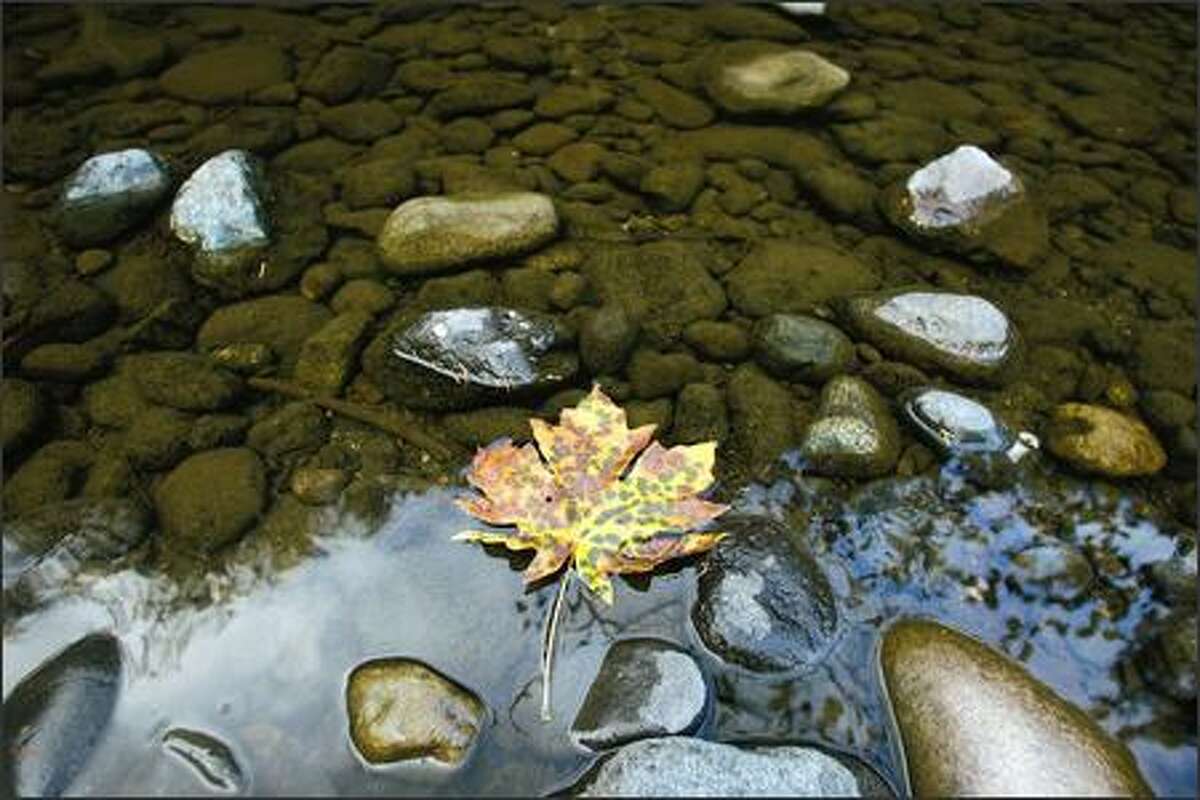 A fallen maple leaf begins a float trip down the Green River