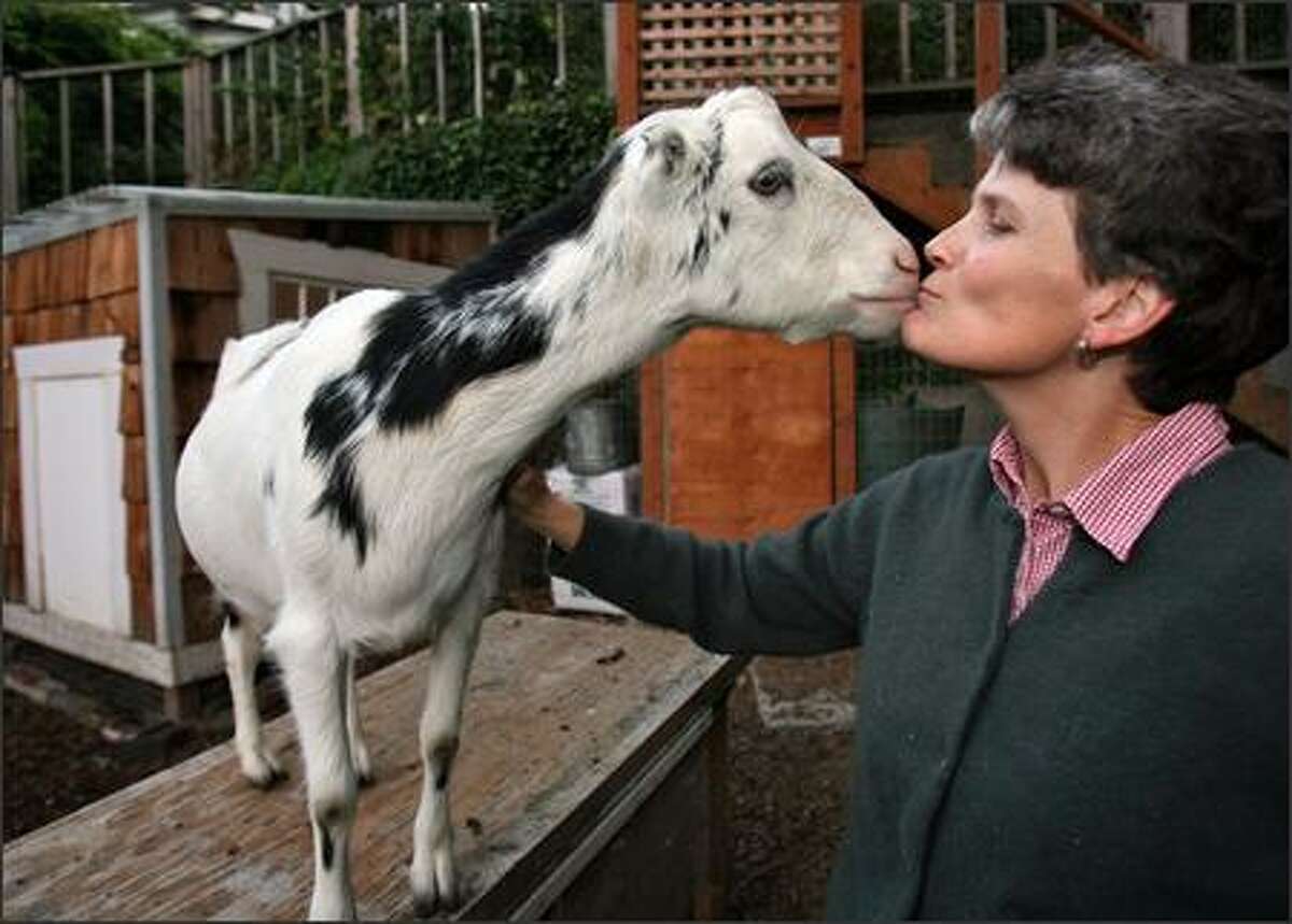 Jennie Grant gets a kiss from her goat Snowflake after milking time at her home in Seattle.