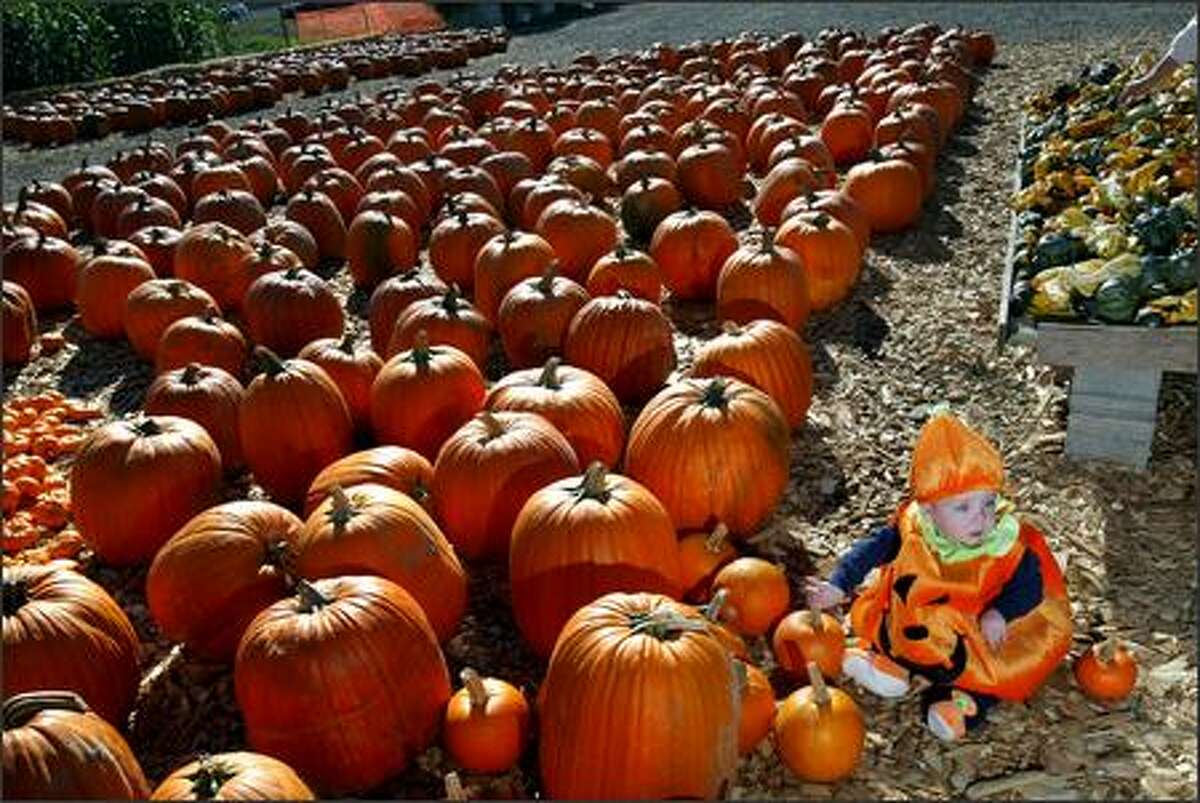 Alex Neunherz, age 12 months, stares at his mother, who is taking a picture of him in his pumpkin outfit at Carpinito Brothers Farm in Kent.