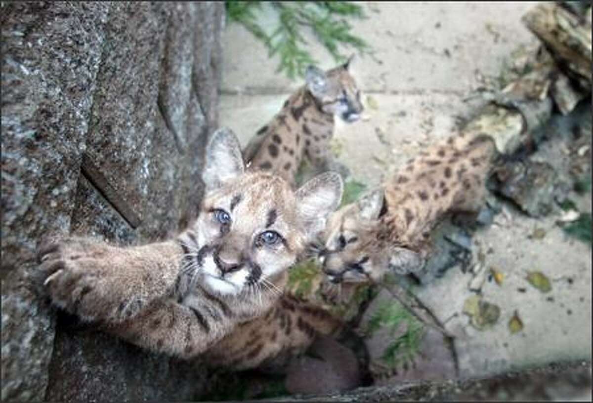 Cougar cubs play in a pen at the PAWS Wildlife Center in Lynnwood. The cubs were found alone in August, and DNA tests found that their mother had been killed for attacking livestock. It's unlikely they can survive in the wild, and they will be shipped to the Memphis Zoo later this month.