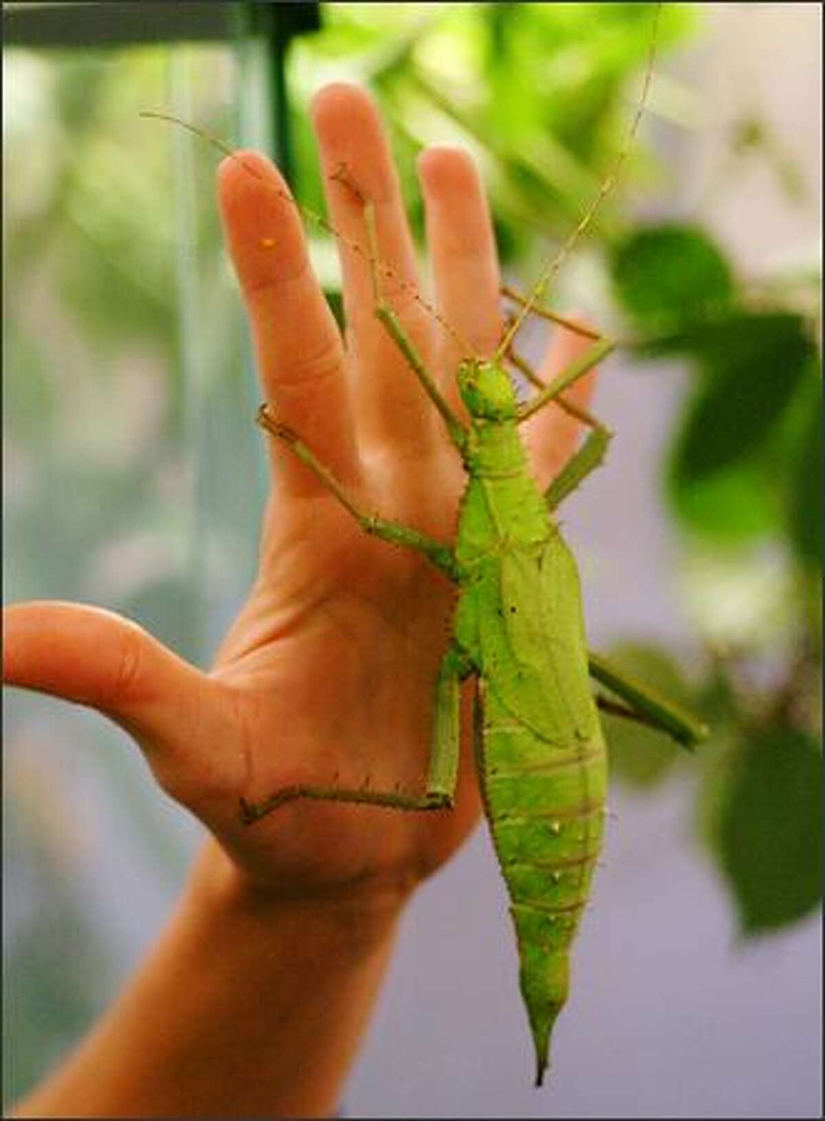 The Malaysian jungle nymph is about the size of Victoria Bug Zoo guide Melissa Pietrasik's hand.