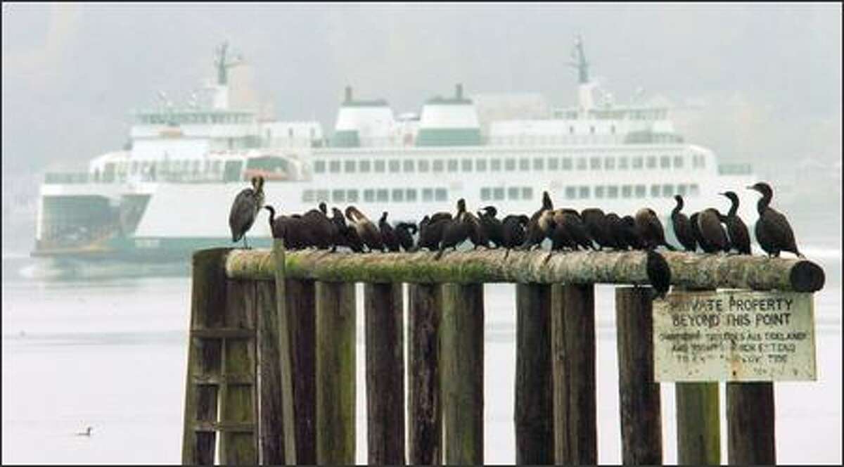 A great blue heron and a cast of cormorants preen themselves as a Washington State Ferry sails past off the southern end of Bainbridge Island.