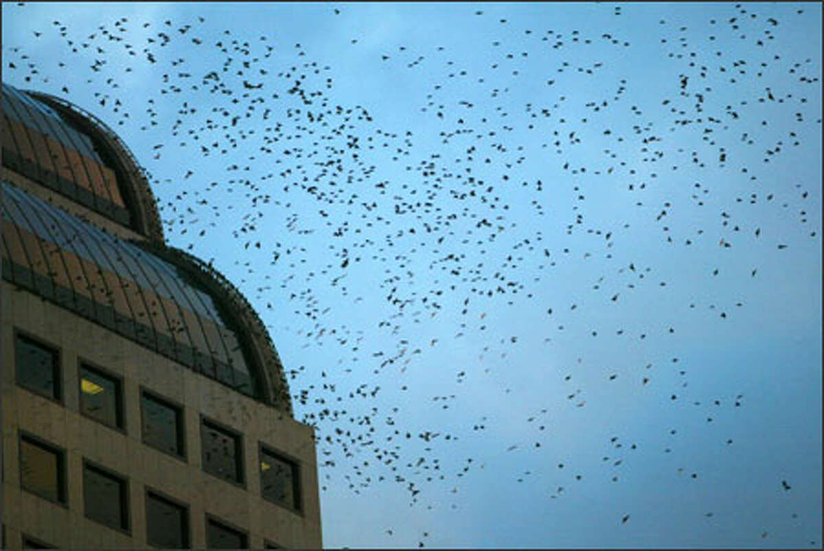Hundreds of starlings swarm around sunset looking for a place to rest for the night. Many find trees between Macy's and Westlake Center on Fourth Avenue.
