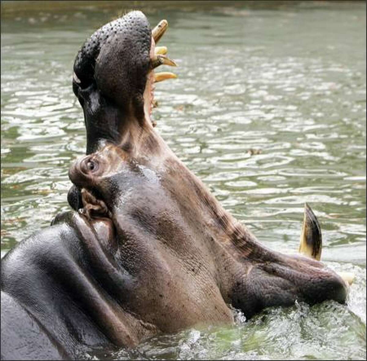 Male Nile hippopotamus "Happy" plays at the Smithzonian National Zoo in Washington. (AP Photo/Manuel Balce Ceneta)