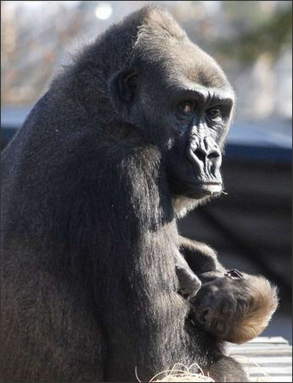 Sekani, a 16-year-old Western Lowland gorilla, holds her newborn at the Little Rock Zoo. The baby gorilla, who does not have a name yet, was shown to the public Saturday for the first time since he was born Oct. 10. (AP Photo/Mike Wintroath)