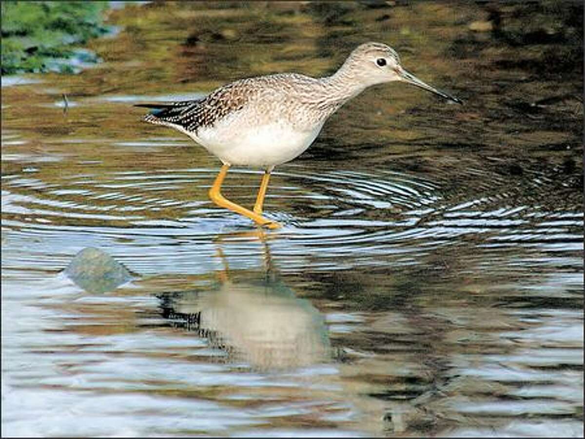 A greater yellowlegs stalks the shoreline of the Esquimalt Lagoon in Colwood.