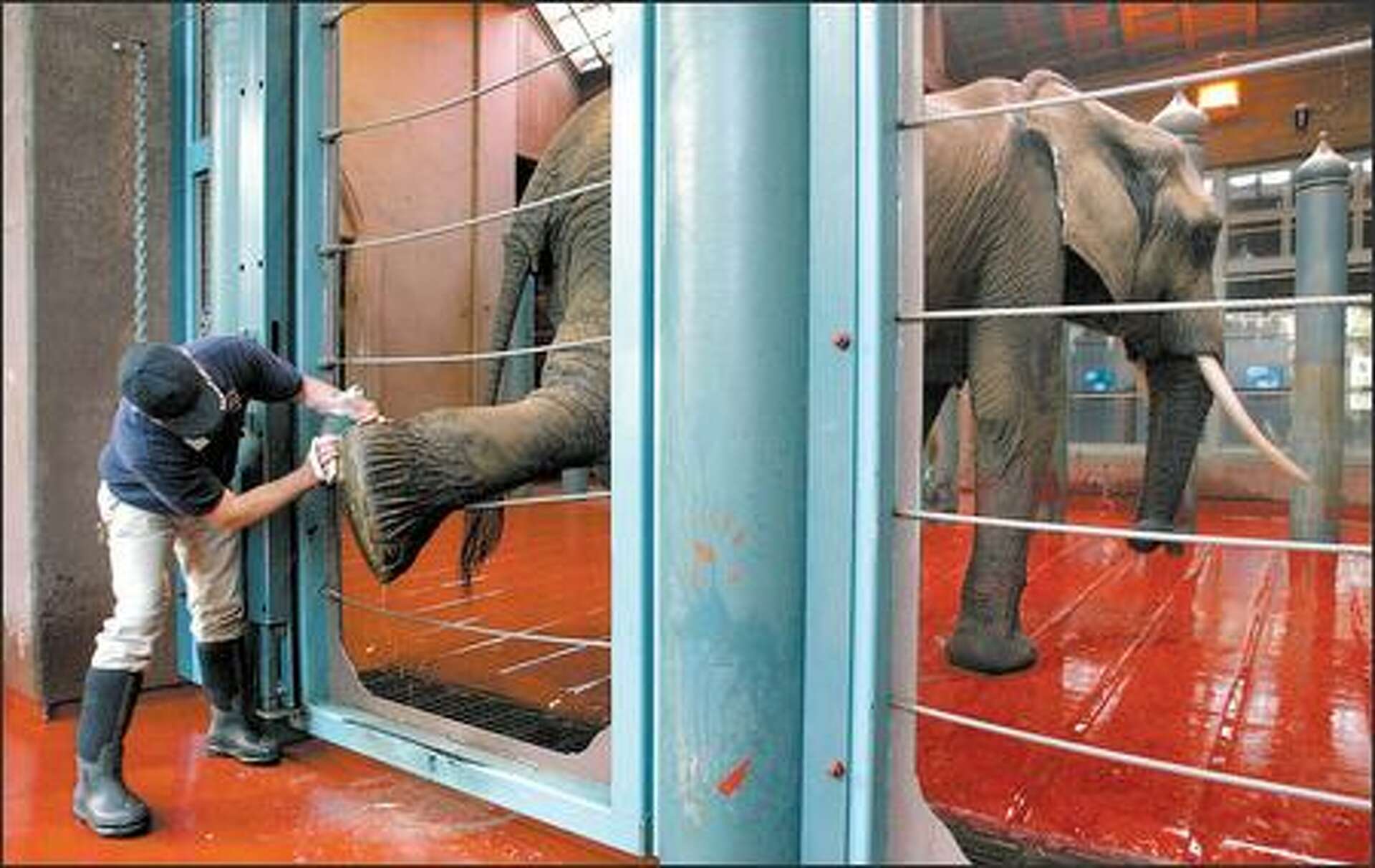 Elephantさま専用 UPDATE: Shirley the elephant is being remembered as her old