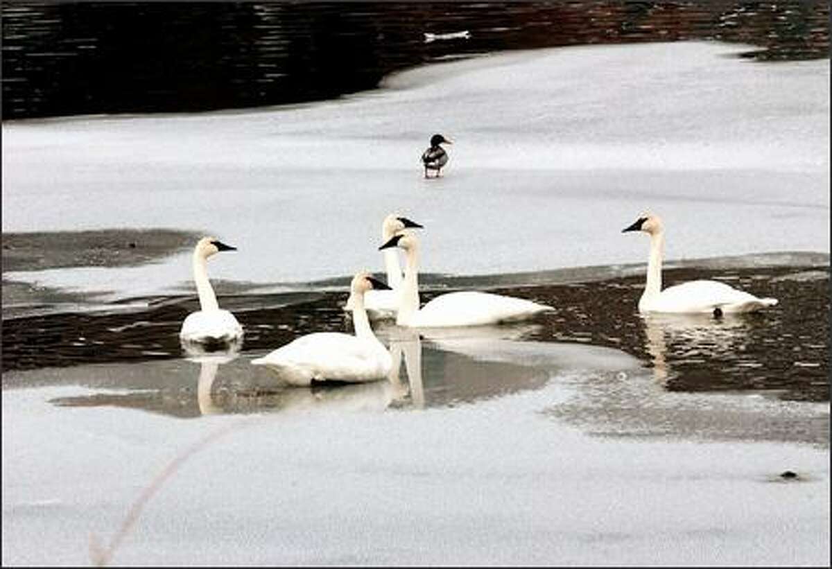 Trumpeter swans find a cozy break in the ice on the Methow River.