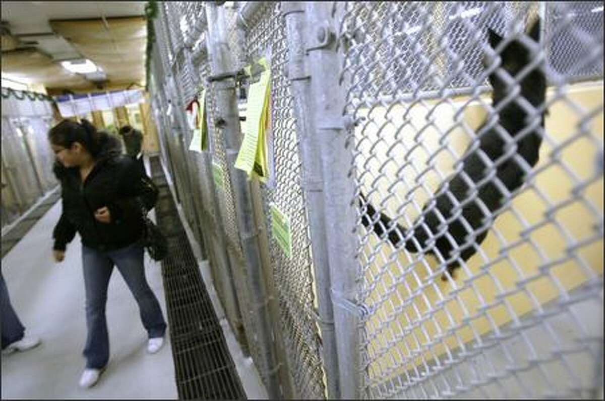 Kameiko Gray of Seattle looks at some of the dogs at the Seattle Animal Shelter on Tuesday. Seattle is about to begin a pet licensing campaign that would fine owners of unlicensed pets $125. Many of the animals at the shelter are strays whose owners could not be located because the animals were unlicensed.