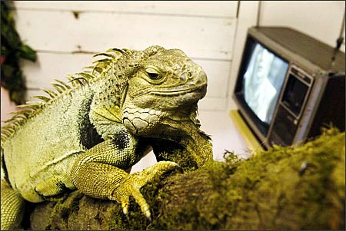 Mongo, a 4-year-old iguana, spends most of his days resting on a log and watching television at Sara's Sanctuary, a non-profit home to 200 abused, injured or abandoned animals.