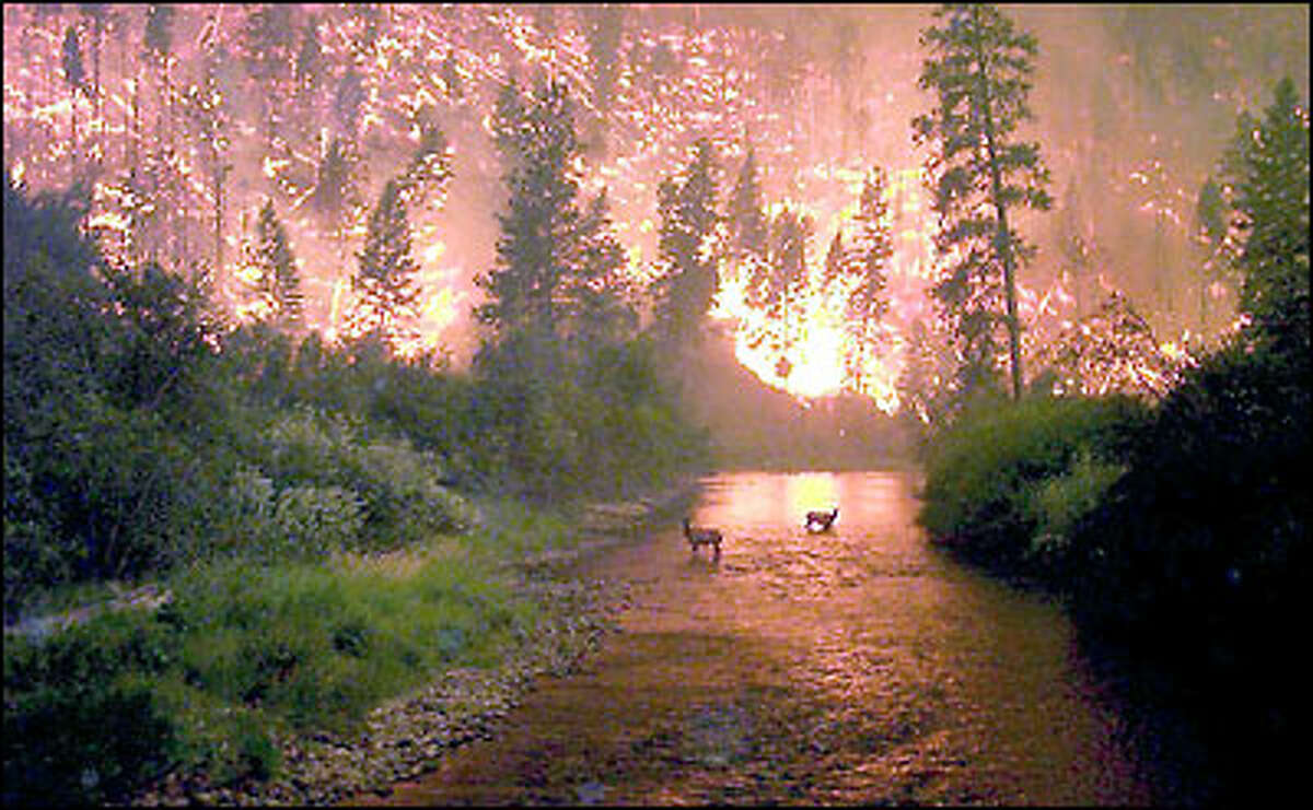A pair of cow elk stand in a river as flames light up the hillside behind them in this photo taken last August near Sula, Mont. In Washington, about 180 communities are listed as being in danger from wildfires this year, including Vancouver, Olympia, Bellingham and Spokane.