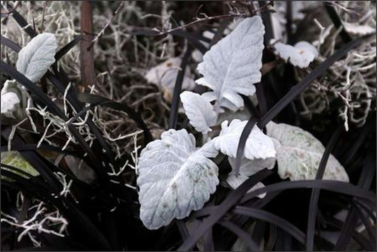 Black mondo grass seems to brighten the pewter leaves of dusty miller.