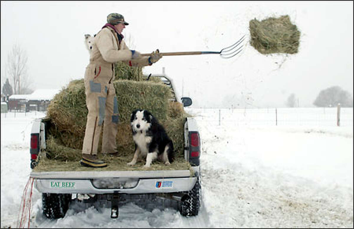 Linda Card tosses hay to her cattle on her small operation near Prosser in Benton County. Her border collies Whitey and Jock ride along.