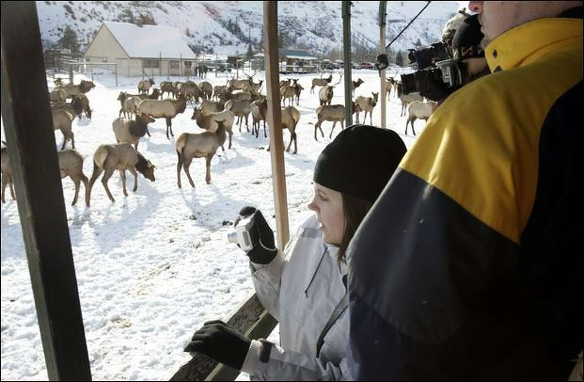 Elaine Jones of Yakima gets up-close photos of elk from a viewing truck at Oak Creek. Volunteers lead hourly tours Fridays through Sundays, driving about 20 visitors at a time aboard a flatbed truck in among the animals.