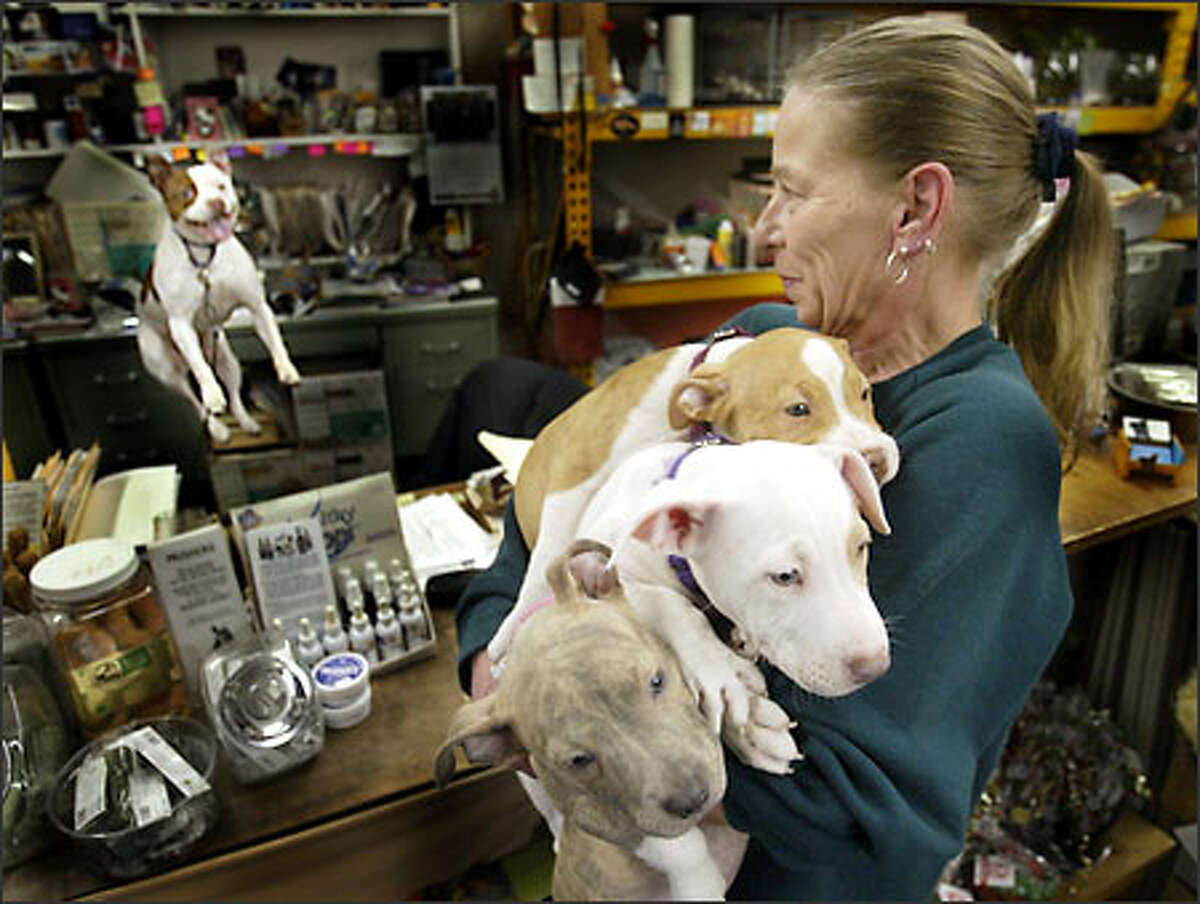 Anne Holte has her hands full with three 11-week-old pit bulls at Ideal Pet Shop in Seattle as Angel jumps up and down behind the counter trying to get in on the action.