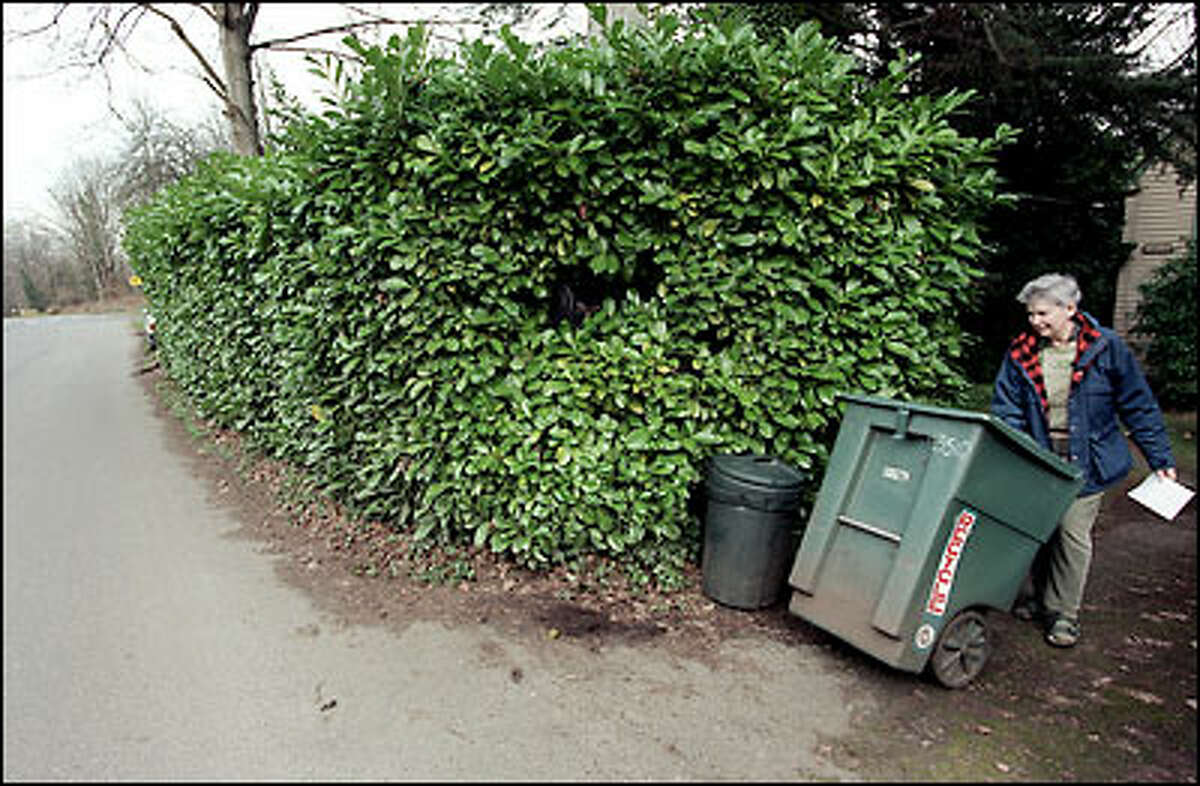 Cameron Justam has been ordered to remove the 10-foot-high laurel hedge in front of her Beacon Hill home because the city is looking to reclaim the property and make improvements on Cheasty Boulevard. The road was earmarked for a parks project in 1910 but nothing had been done with it until recently.