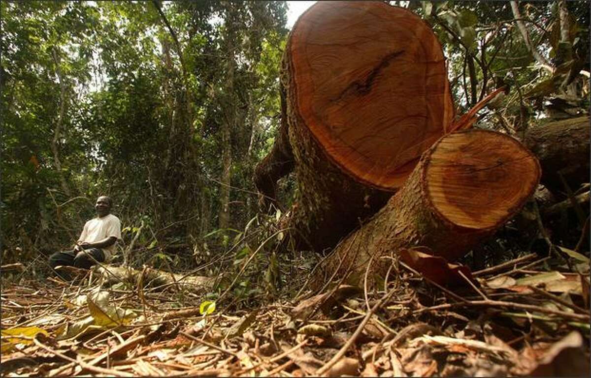 An unidentified man sits next to felled trees at the Afi mountain forest reserve near Ikom, Nigeria. From Brazil to central Africa to once-lush islands in Asia's archipelagos, human encroachment is shrinking the world's rain forests. (AP PhotoGeorge Osodi)