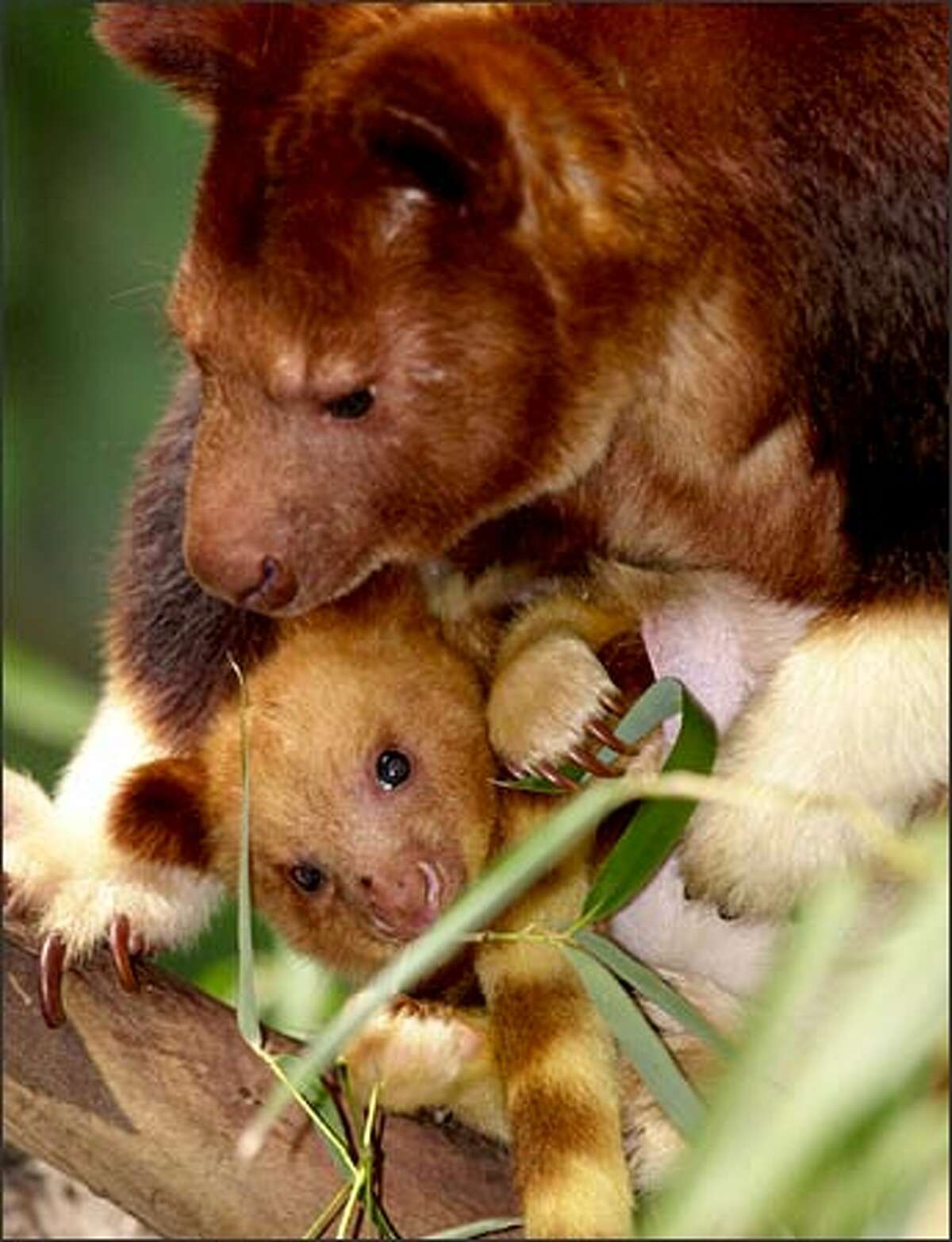 A baby Goodfellow's tree kangaroo peeks from its mother's pouch at the Cleveland Metroparks Zoo Tuesday in Cleveland. The rare marsupial, a native of New Guinea, was the size of a lima bean at birth in June 2002 and went undetected by zoo keepers for several months.