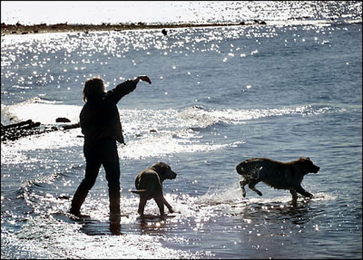 Nancy Carol of Edmonds throws a rock into Puget Sound yesterday while playing in the surf with her yellow labs Chelsea and Annie at the off-leash area of Marina Beach Park in Edmonds.